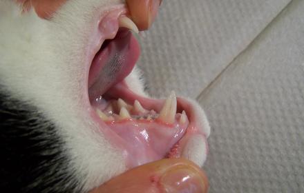 Zahnstein ist die am häufigsten auftretende Erkrankung der Maulhöhle bei Hund und Katze.